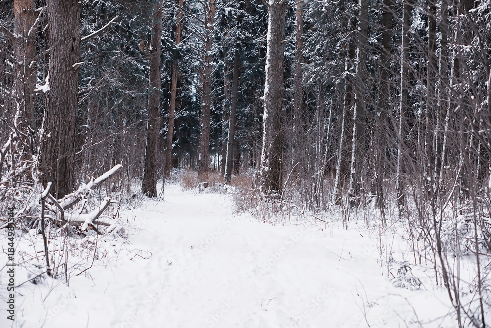 Naklejka premium Winter forest landscape. Tall trees under snow cover. January frosty day in the park.