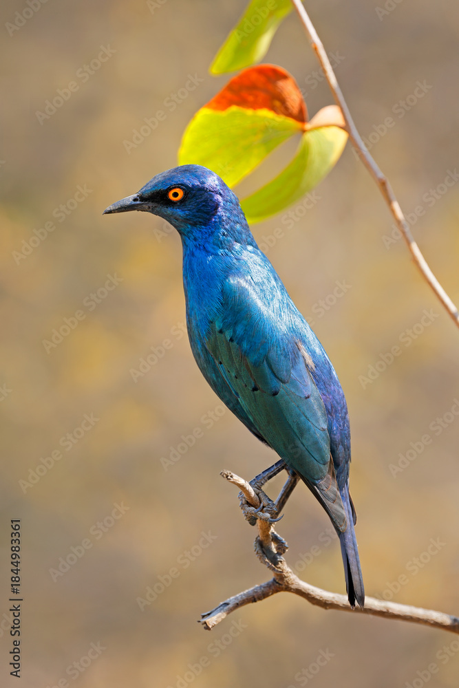 Obraz premium A greater blue-eared starling (Lamprotornis chalybaeus) perched on a branch, Kruger National Park, South Africa