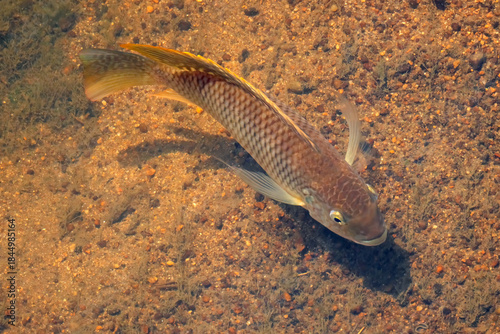 A redbreasted tilapia (Coptodon rendalli) swimming in a river, Kruger National Park, South Africa
