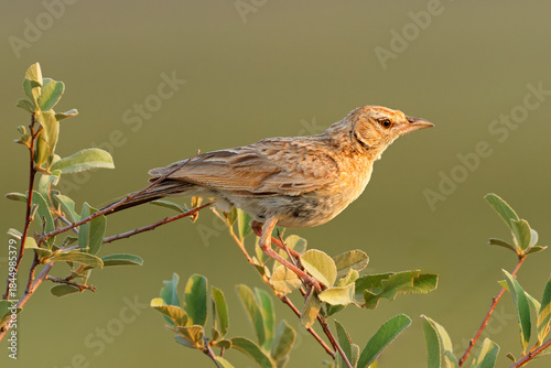 A rufous-naped lark (Mirafra africana) perched on a branch, South Africa