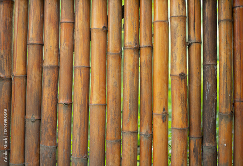 The bamboo stalks are a vibrant orange color.