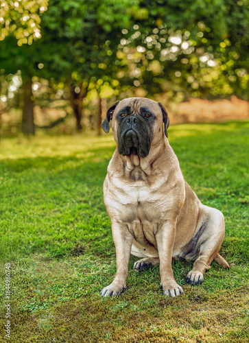 2022-09-25 LARGE FAWN COLORED BULLMASTIFF WITH BRIGHT EYES A DARK MUZZLE SITTING IN A OFF LEASH DOG AREA ON MERCER ISLAND WASHINGTON