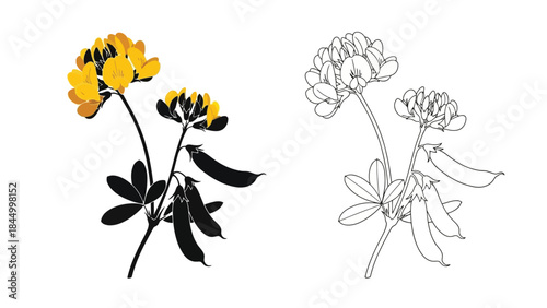 Botanical illustration featuring vibrant yellow flowers and a detailed monochrome outline