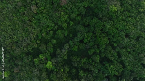aerial view of fog and dark green forest Rich natural ecosystem, rainforest, natural forest conservation concept.	
