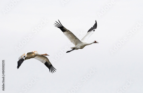 The whooping cranes (Grus americana),  in flight on the white background, close up