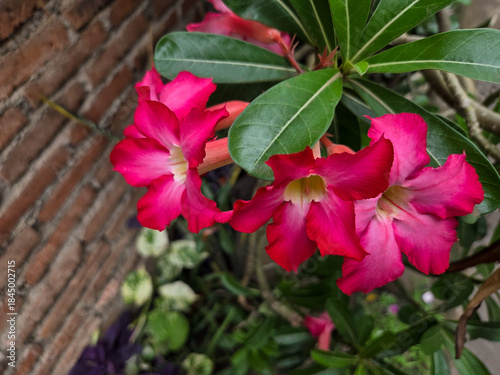 Fresh pink adenium flowers captured beside a rustic brick background with natural greenery