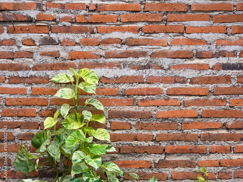 Close-up view of fresh green creeping plant leaves (epipremnum aureum) spreading on a weathered red brick wall under bright daylight