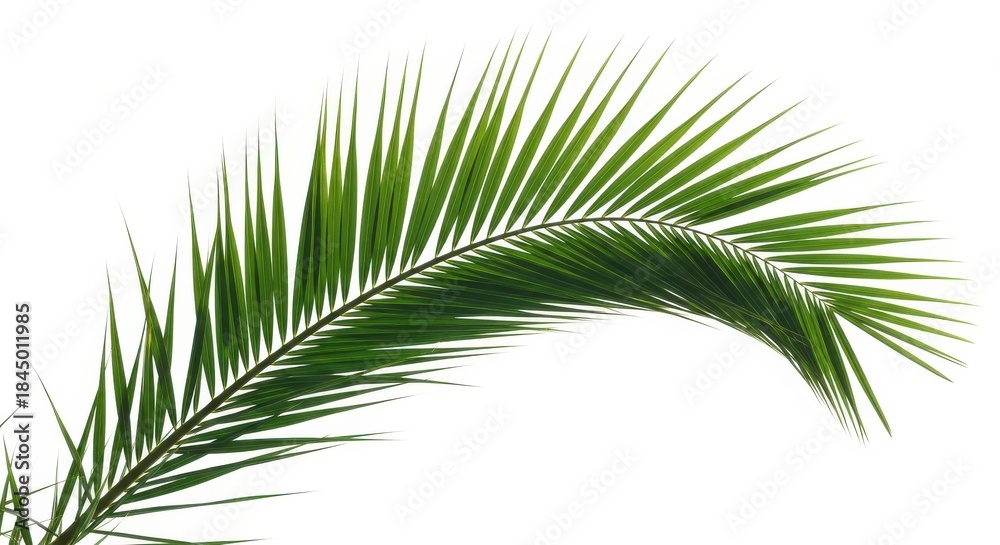 Fototapeta premium Green Palm Frond Against White Background