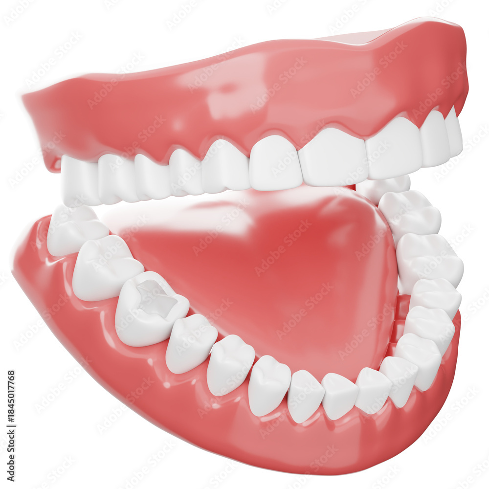 Obraz premium Dental Model Showing Teeth and Gums
