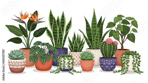 Diverse Collection of Potted Houseplants and Succulents in Decorative Pots