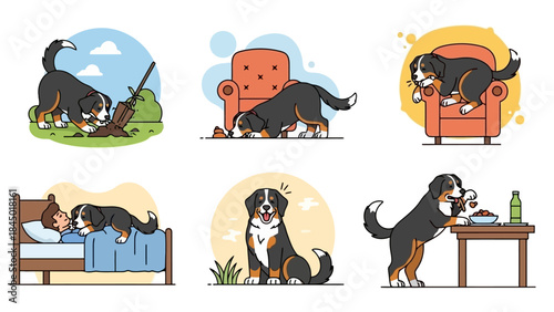 Collection of Bernese Mountain Dog's Daily Activities and Funny Antics