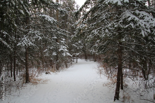 Snowy Trail, Whitemud Park, Edmonton, Alberta