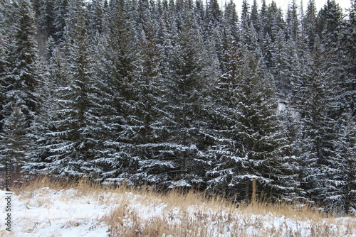 Dusting Of Snow On Trees, Whitemud Park, Edmonton, Alberta
