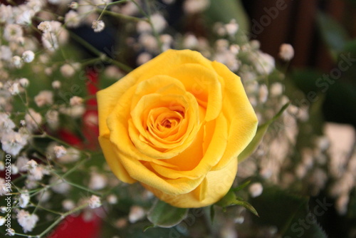 Yellow Rose