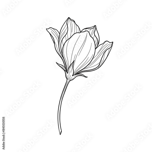 Elegant hand drawn magnolia flower illustration