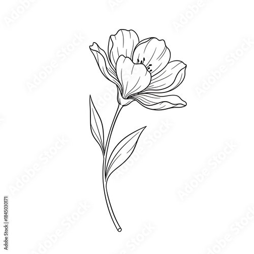 Elegant hand drawn outline of a single blooming flower