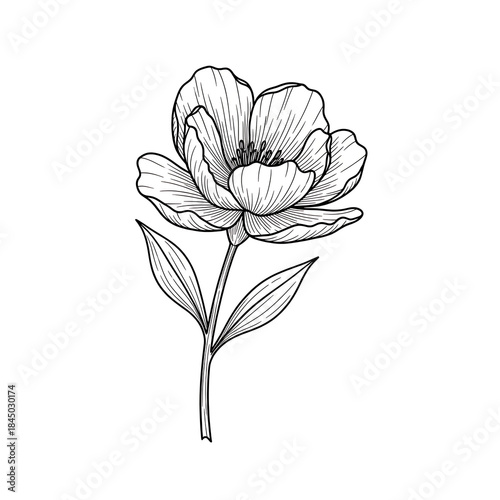Elegant hand drawn peony flower illustration in black and white