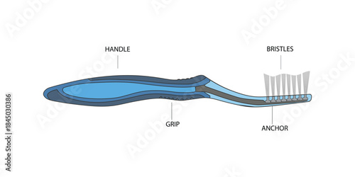 Illustrator vector 2D of a toothbrush cross-section diagram. Dental care vector illustration displaying side view structure with handle, grip, bristles, anchor for oral hygiene