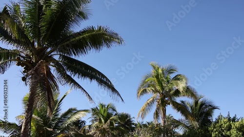 Wallpaper Mural stunning beach view with palm trees (tropical palms) at tulum mexico (seaside historic mayan ruin site with temple pyramid on the coast) coastal travel paradise caribbean sea yucatan penisula palms  Torontodigital.ca