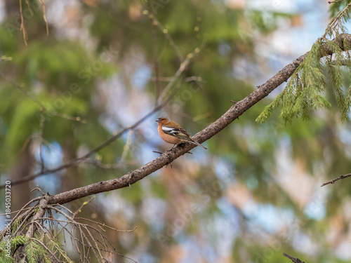 Common chaffinch, Fringilla coelebs, sits on a branch in spring on green background. Common chaffinch in wildlife.