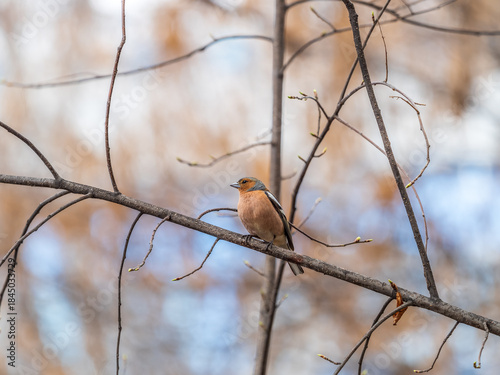 Common chaffinch, Fringilla coelebs, sits on a branch in spring on green background. Common chaffinch in wildlife.