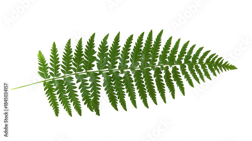 A single green fern frond with detailed pinnate leaves isolated against a black background space on transparent background