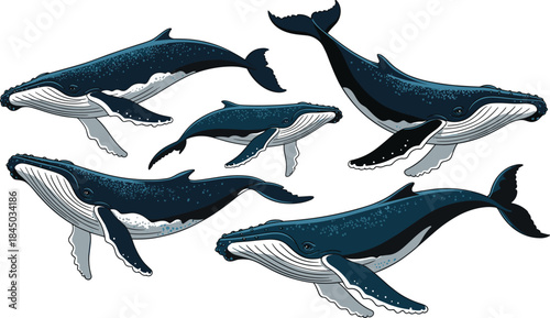 Vector Illustration Set of Humpback Whales Swimming and Diving, Ideal for Marine Life Education, Ocean Conservation, and Nature Design