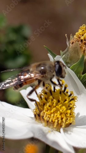A close up macro video of a Bee collecting nectar from a white flower.