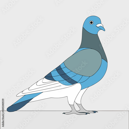 Blue pigeon standing on a surface
