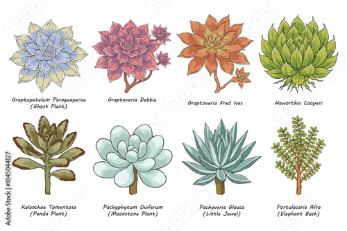 Succulent Plant Collection Botanical Illustration