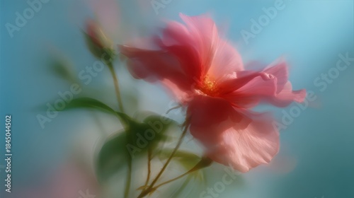 floral abstract macro bokeh blur dreamy soft petals color motion dreamy abstract floral macro with soft motion blur