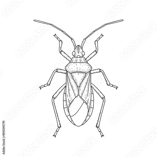Black spider pest vector illustration, isolated macro insect animal bug design on white background, no fly or wasp wing