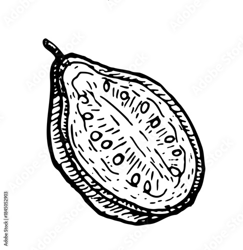 Guava half piece outline. Vector food illustration of tropical fruit. Hand drawn guava isolated on transparent background.