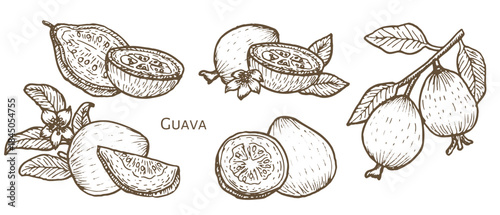 Guava vector illustrations set. Tropical fruit collection. Guava on a tree branch, flesh detail, natural organic garden plant, isolated sketch for food design.