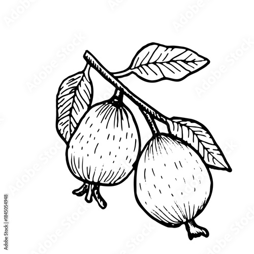 Guava branch vector food illustration. Tropical tree branch with ripe guajava, natural organic garden plant, summer design in vintage sketch style.