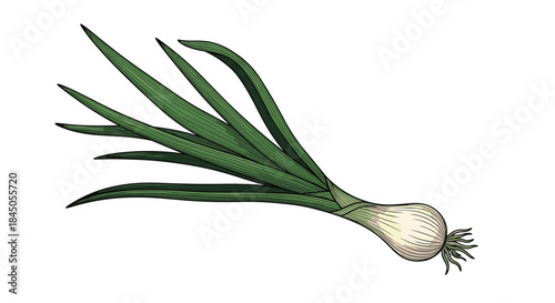 Single green onion with roots and long leaves, meticulously hand-drawn in a black and white vintage woodcut or engraving style.