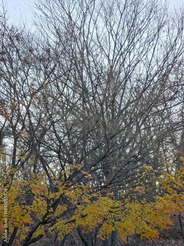가을 나무, 나뭇가지와 노랑 단풍 풍경