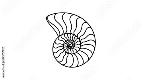 seashell isolated on white background