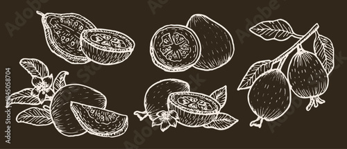 Set of guava fruit compositions. Sketch vector illustrations set on dark background. White outline tropical fruit for food backgrounds, branding, fabric designs.