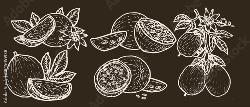 Passion fruit vector illustration white outline on dark background. Tropical maracuya on branch with leaves, isolated vintage sketch, natural plant art for food design.