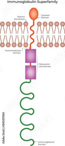 Immunoglobulin Superfamily Protein Structure Diagram Vector Illustration