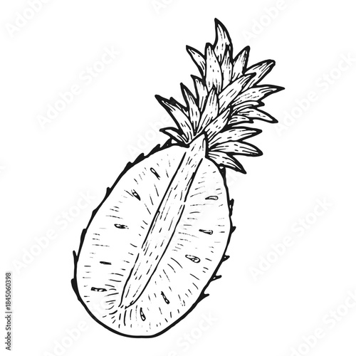 Half of pineapple fruit sketch. Hand drawn vector illustration isolated on white background. Linear fruit.