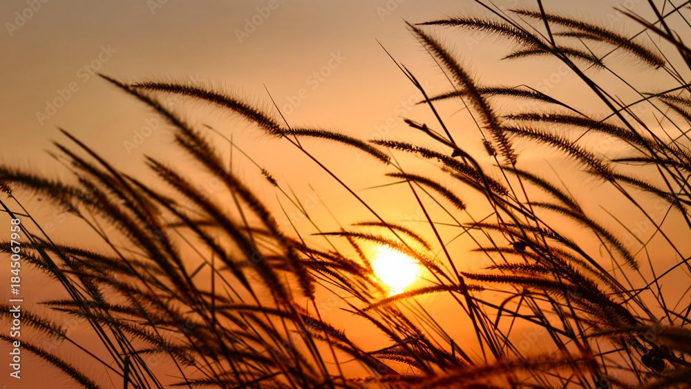 Obraz premium Golden hour view with grasses against the backdrop of the sunset