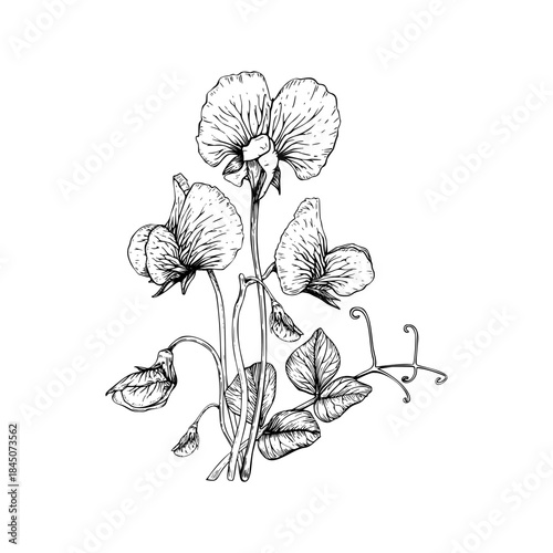 A delicate composition of sweet pea flowers and leaves. Ruffled petals, slender stems, and curling tendrils. Botanical vector illustration painted by black inks.