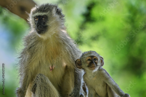 A female vervet monkey sitting next to her baby