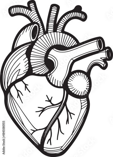 Anatomical drawing of a human heart showing major arteries and veins in black and white