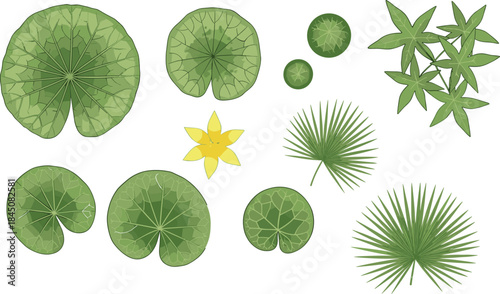 Botanical top view leaves and flower collection featuring lily pads, tropical foliage, plant icons, nature elements, vector illustration for landscape design