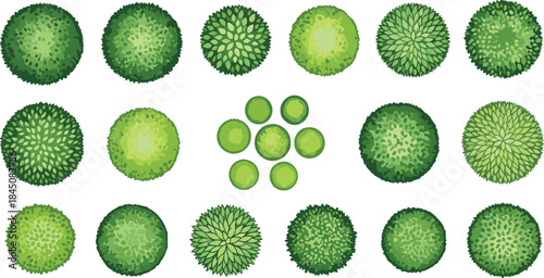 Top‑view green shrubs and garden bushes collection for landscape design, botanical planning, nature elements, foliage textures, and outdoor illustration projects