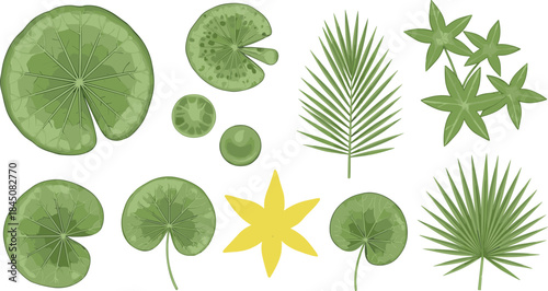 Top view tropical leaves and lotus flower collection featuring aquatic foliage, botanical elements, nature plants, vector illustration for garden and landscape design