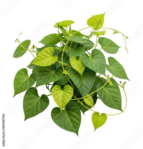 Lush green heartleaf plant display environment view isolated on transparent background